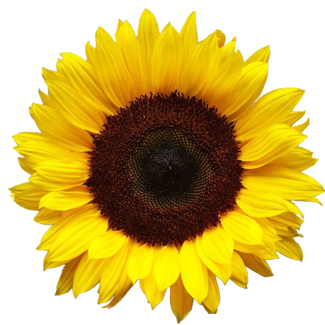 Sunflower HD PNG - 91754