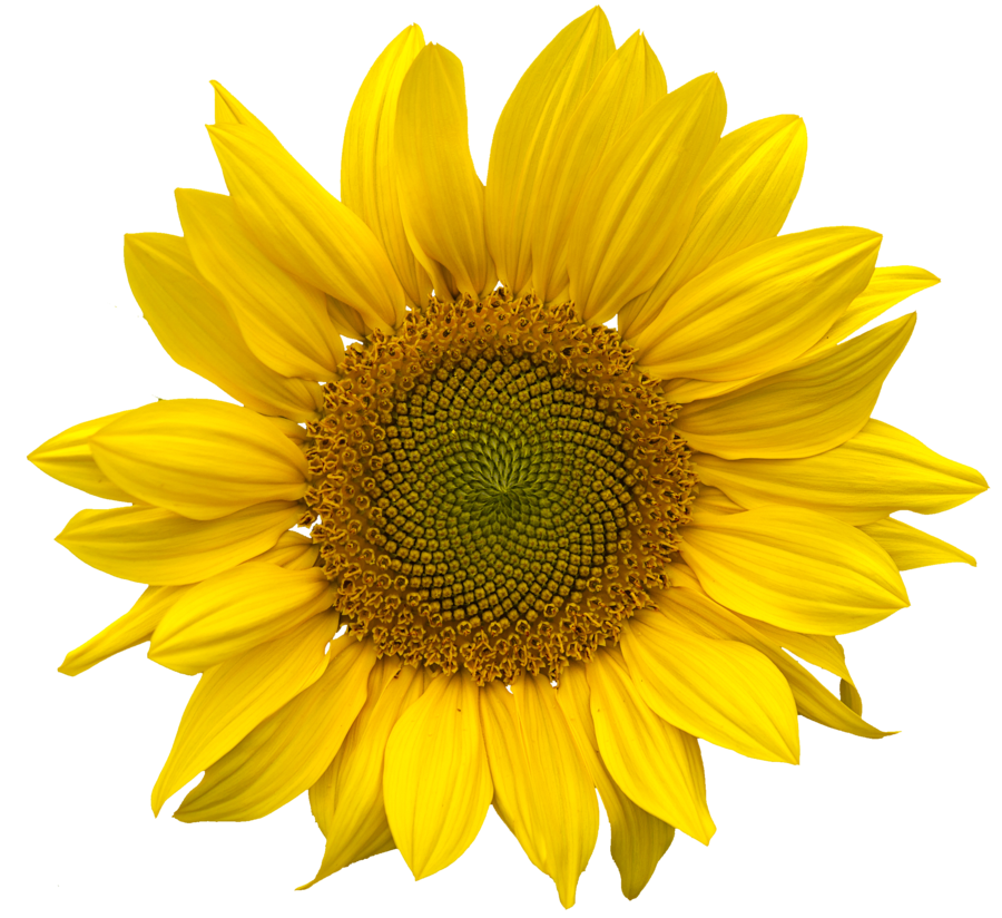 Free Free 267 Clipart Sunflower Png Free SVG PNG EPS DXF File
