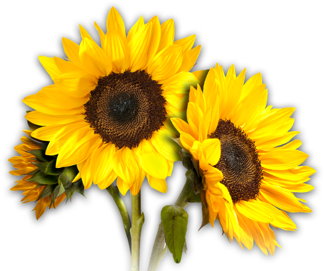 Free Free 181 Clear Background Sunflower Bouquet Svg SVG PNG EPS DXF File
