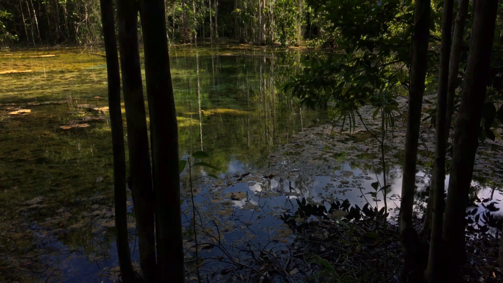 Swamp PNG HD - 150996