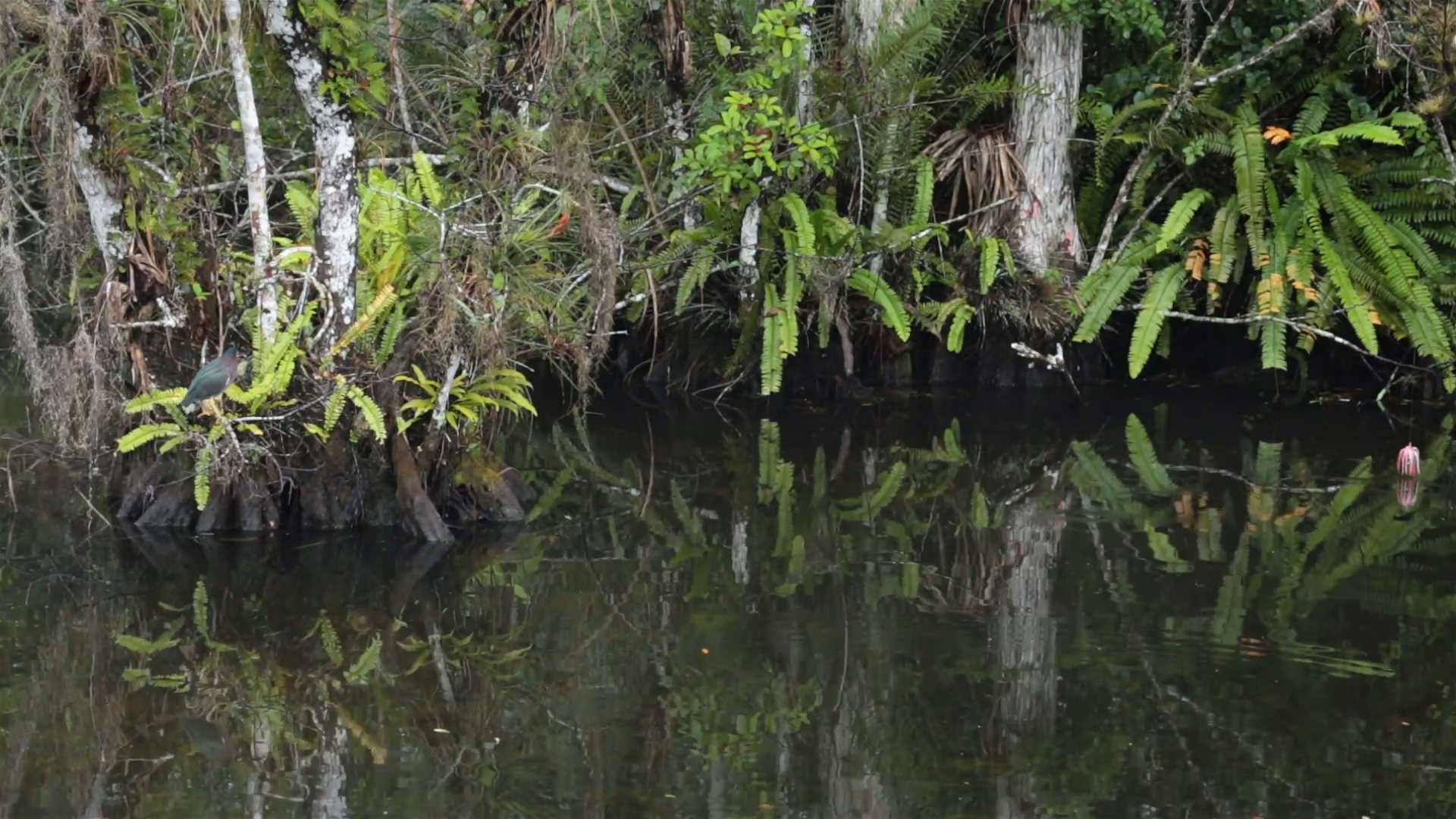 Swamp PNG HD - 150999