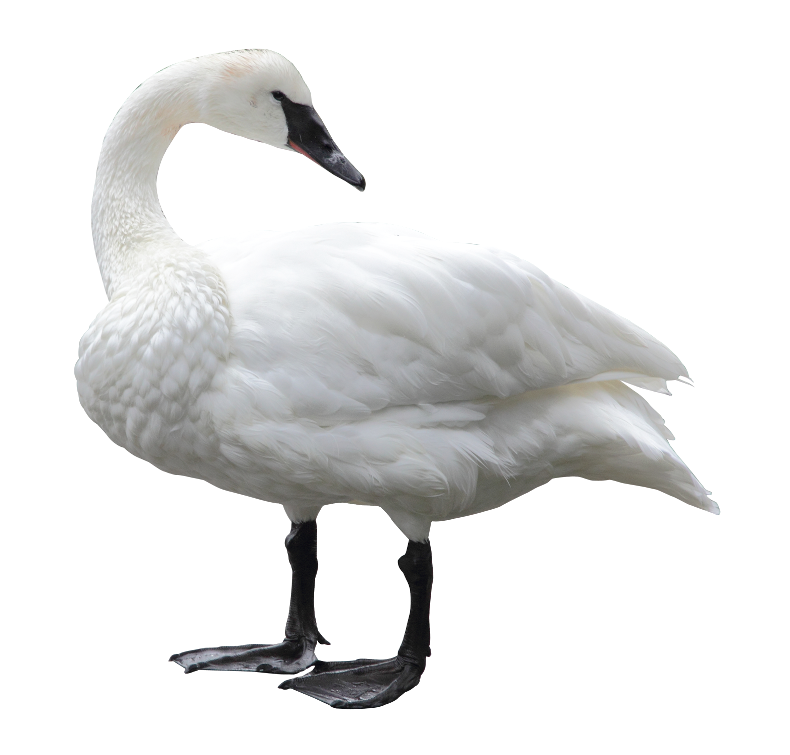 Swan HD PNG - 91654