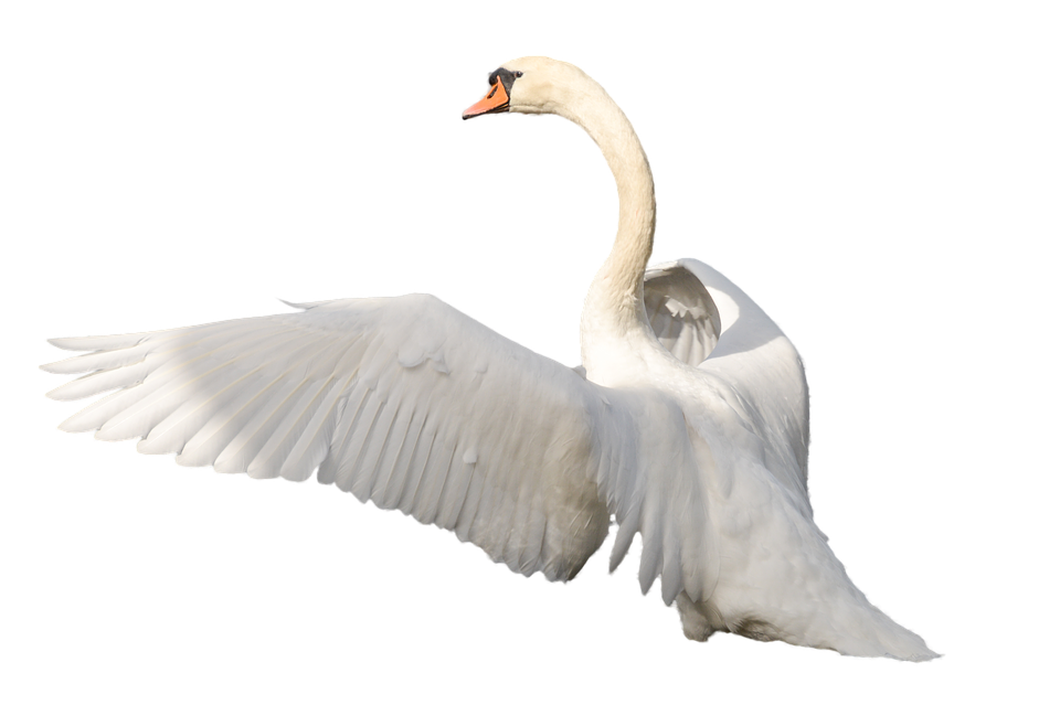 Swan PNG Transparent Image