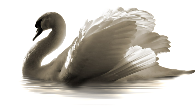 Swan HD PNG - 91647