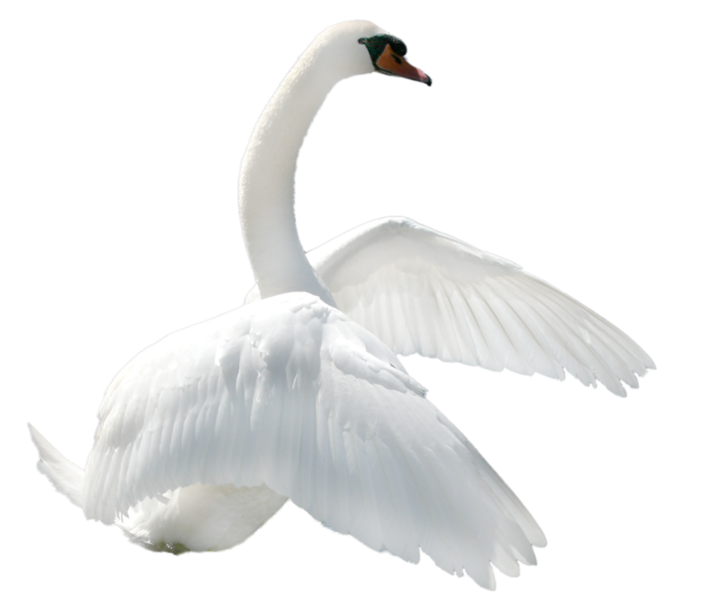 Swan HD PNG - 91656