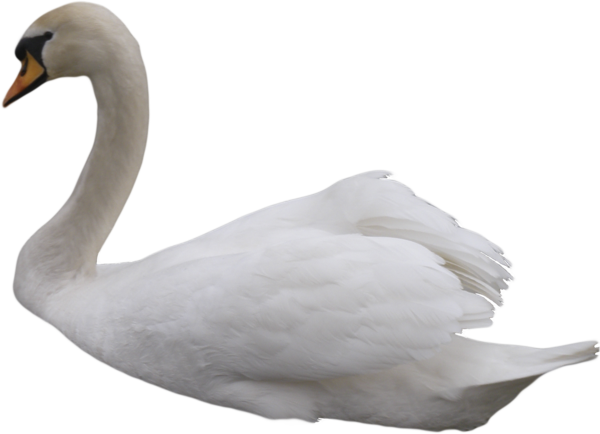 Swan HD PNG - 91655