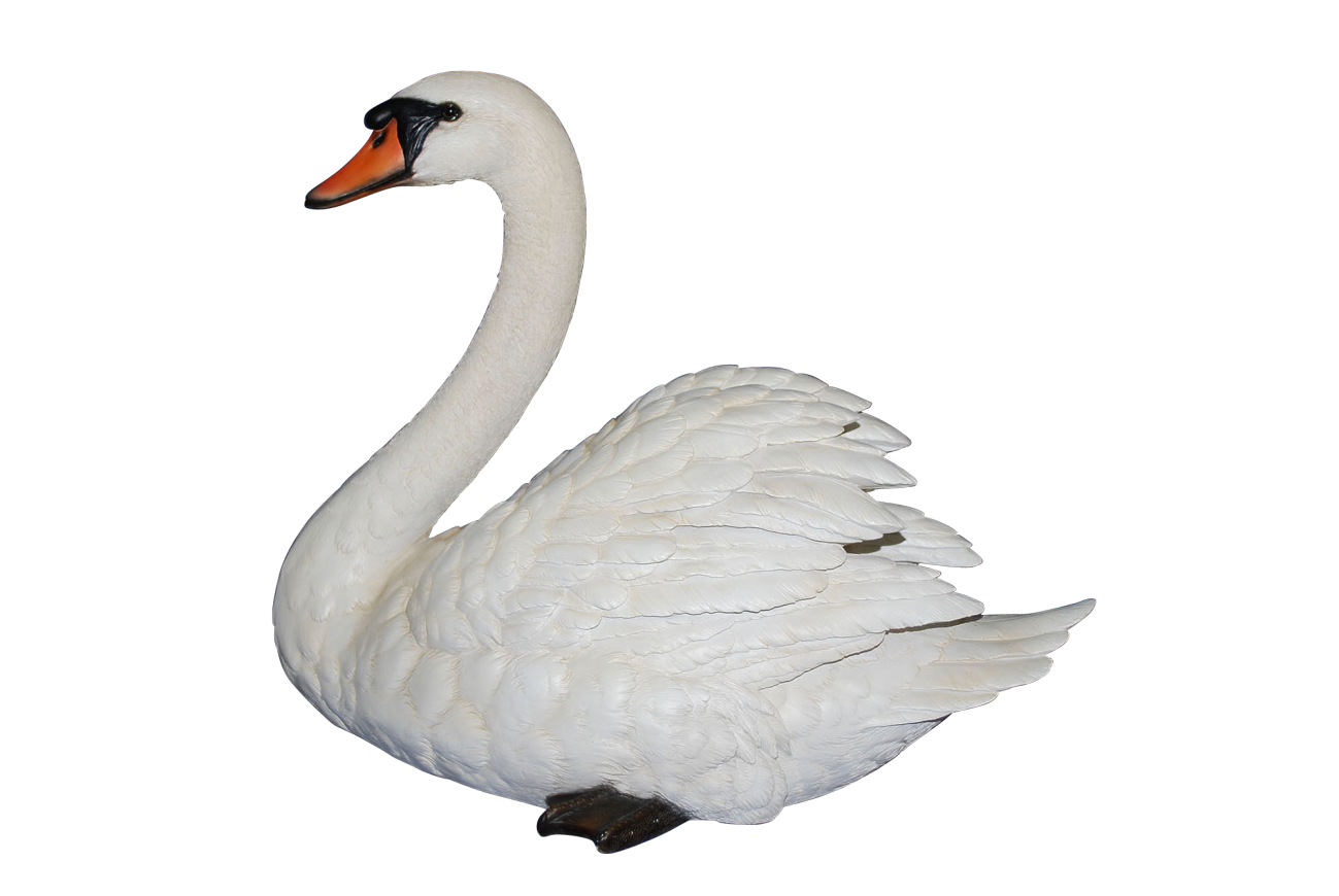 Swan HD PNG - 91644