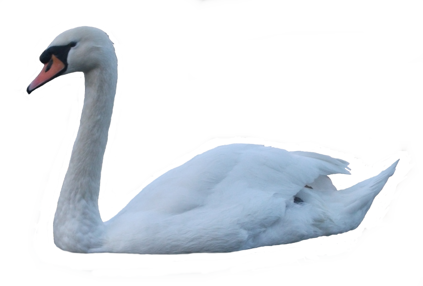 Swan HD PNG - 91645