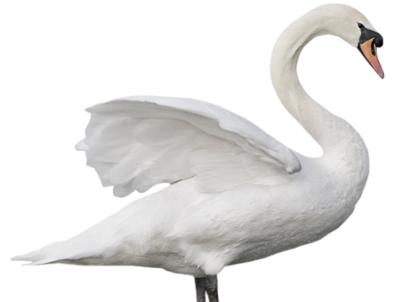 Swan Png Pic PNG Image