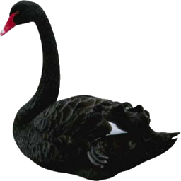 Swan PNG - 17575