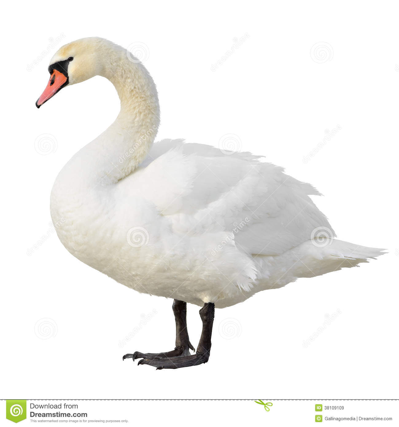 Swan PNG - 21502