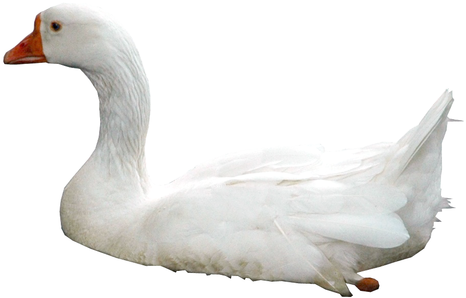 Swan PNG - 21499