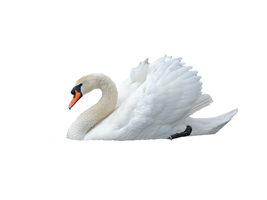 Swan PNG - 21492