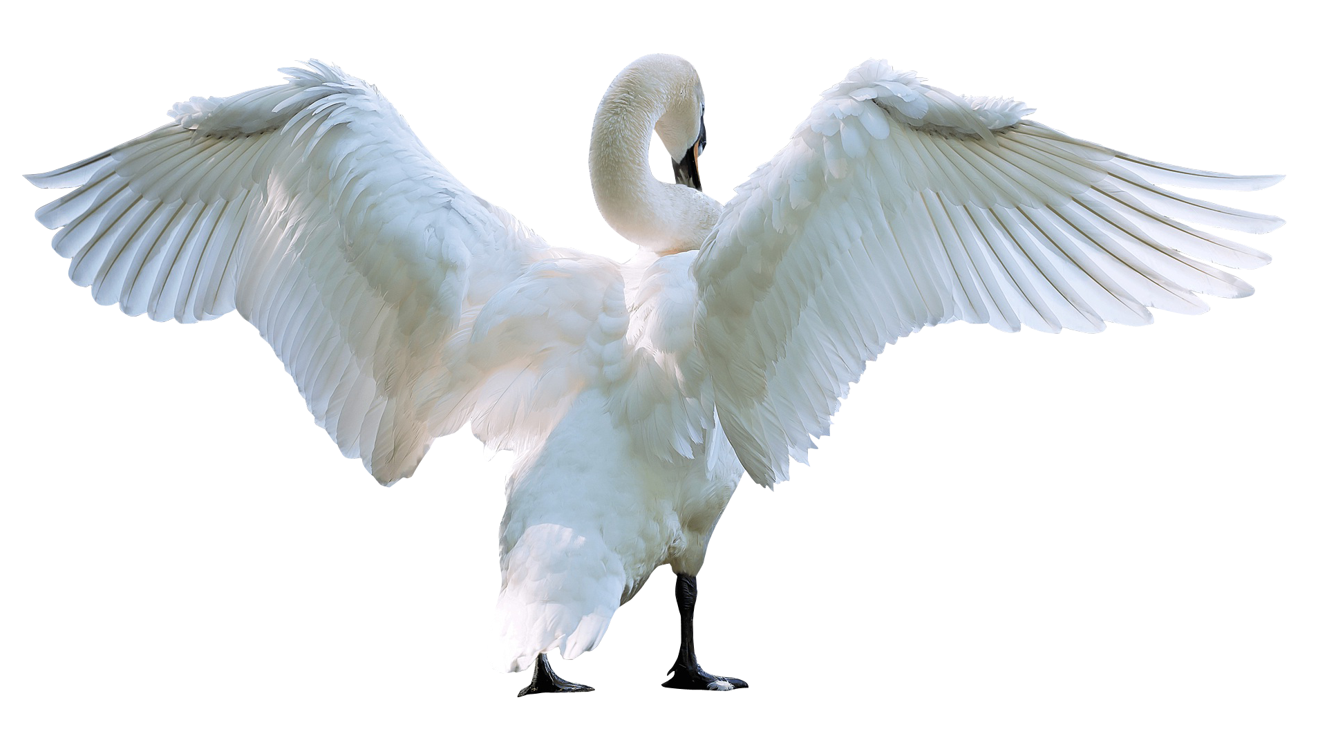 Swan PNG - 17568