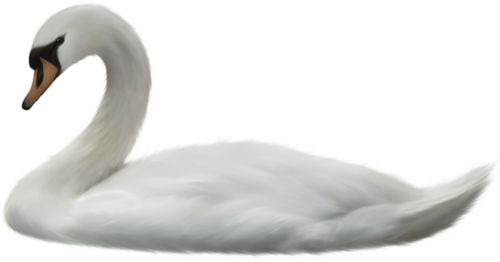Swan PNG - 17565