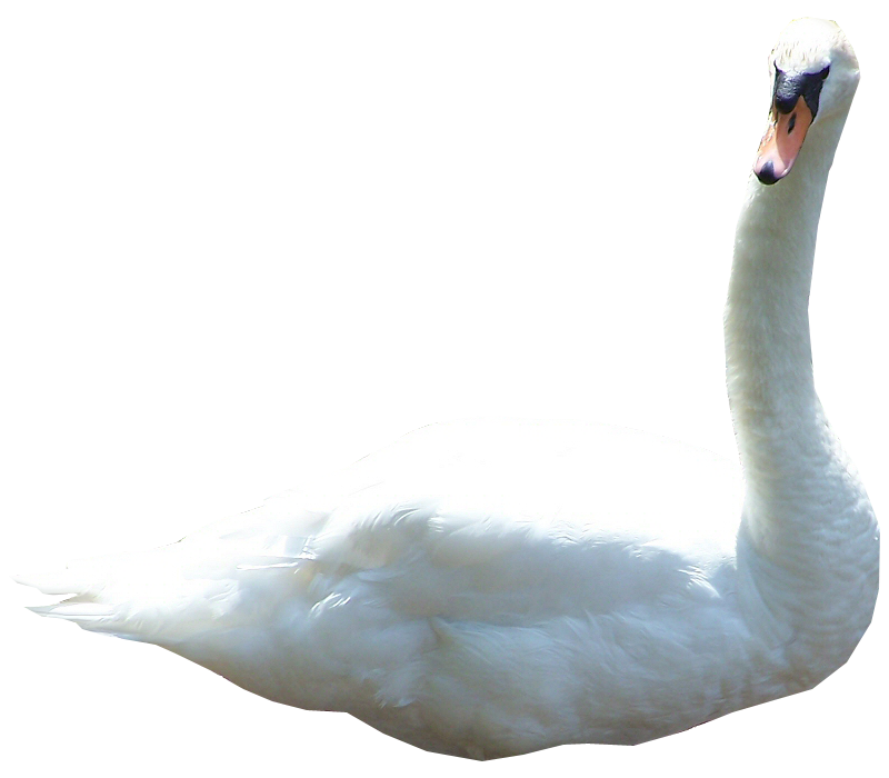 Swan PNG by IvaxXx