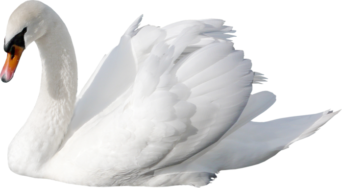 White swan PNG