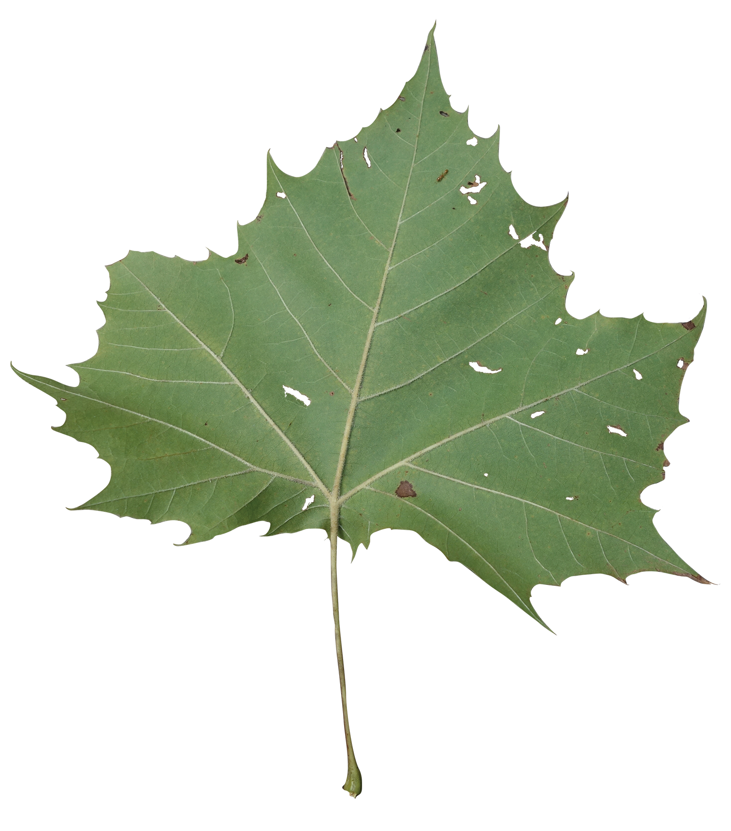Sycamore Tree Leaf PNG - 82900