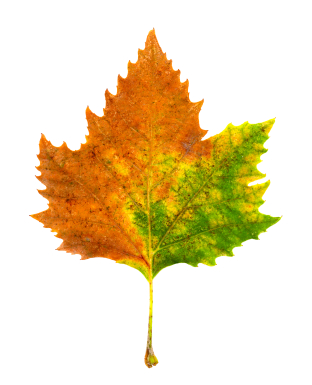 Sycamore Tree Leaf PNG - 82905