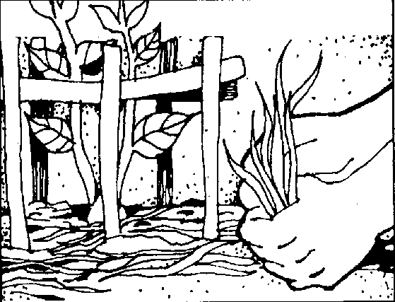 Watering Plant Coloring Page