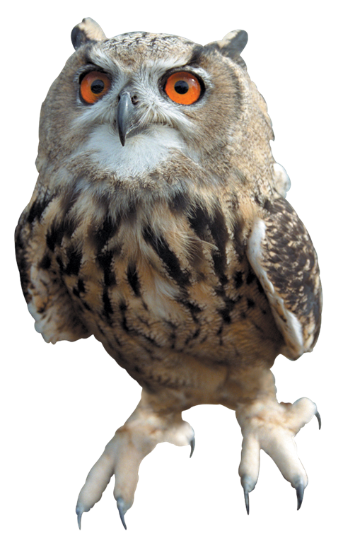 Tawny owl PNG for site
