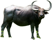 Cute Thai buffalo