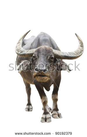 Thai Buffalo PNG - 162339
