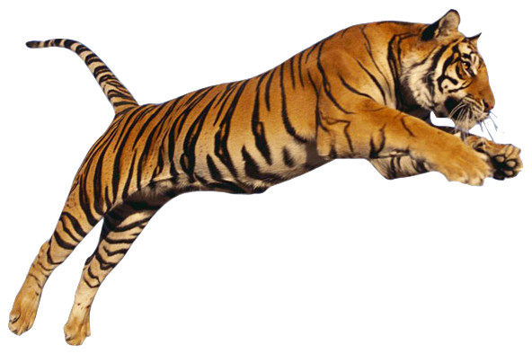 Tiger PNG - 21548