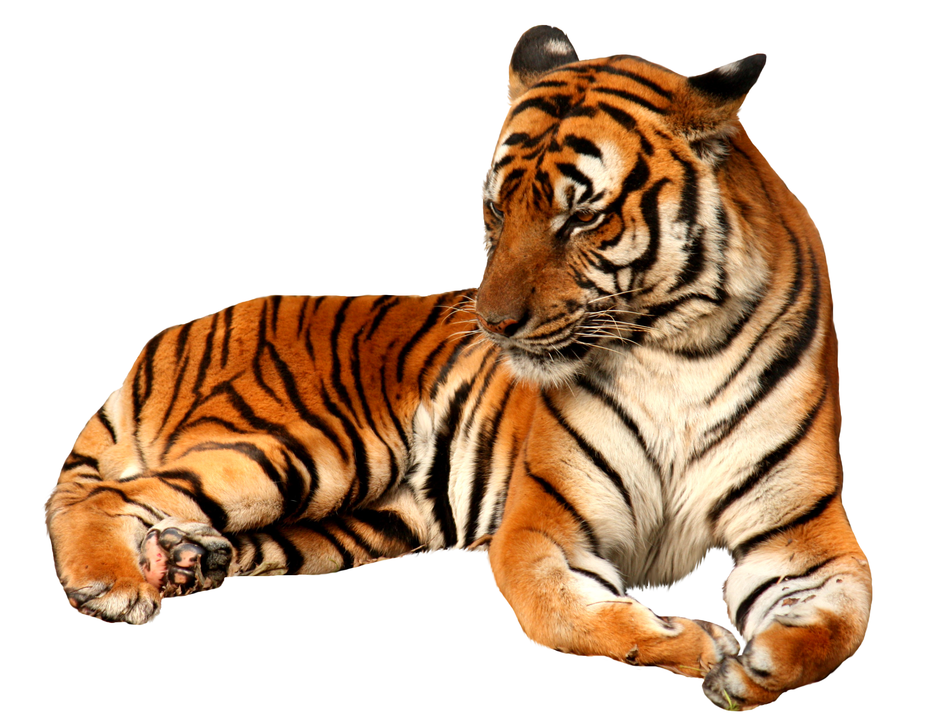 Tiger Face PNG Clipart