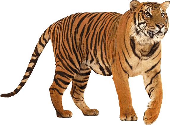Tiger Png Image Download Tige