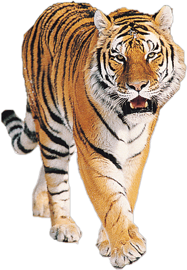 Tiger PNG by LG-Design PlusPn