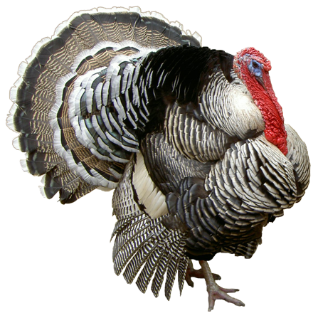 Turkey PNG HD