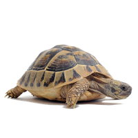 Prehistoric Tortoise Clipart