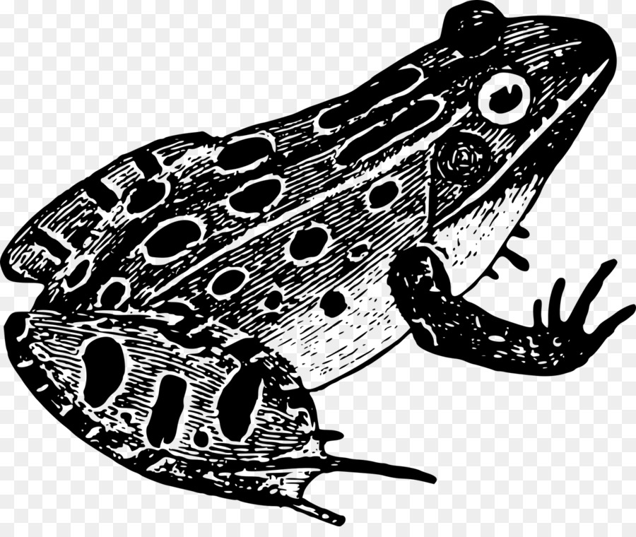 Frog Amphibian Black and whit