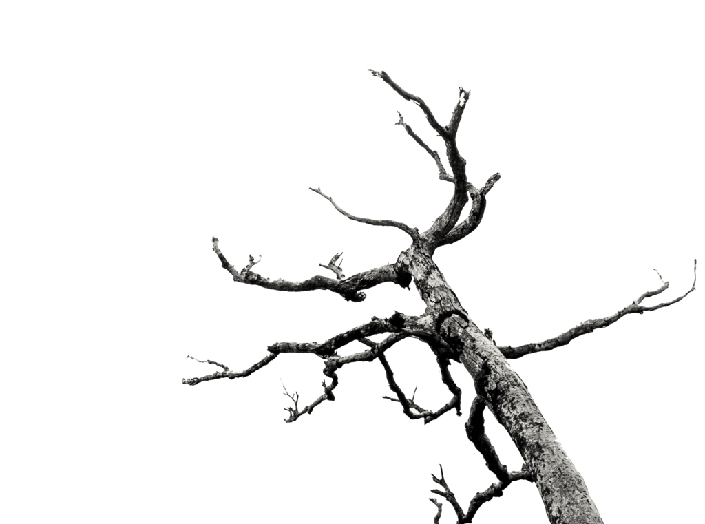 Dead Tree/Branches Stock (png