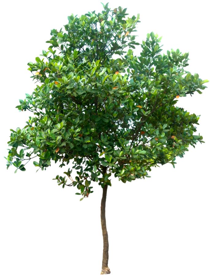Tree PNG - 21371