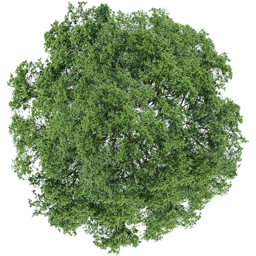 Tree PNG Top View - 56888
