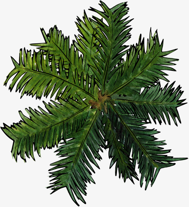 Tree PNG Top View - 56882