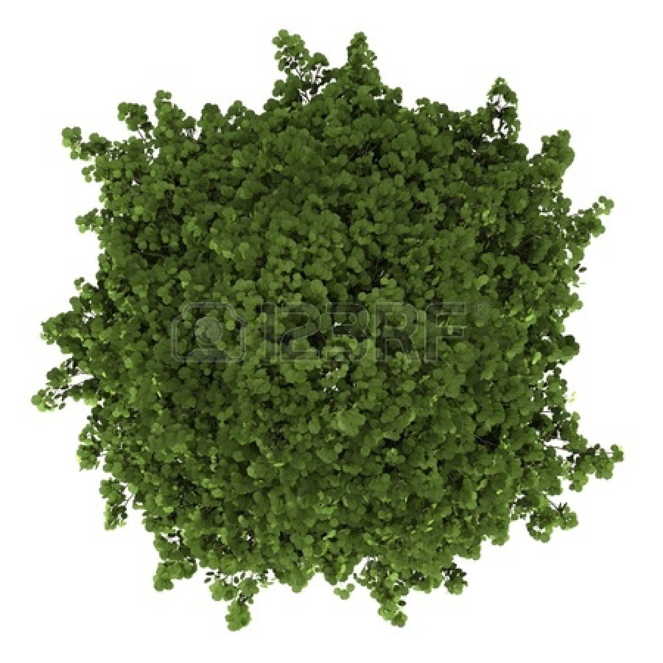 Tree PNG Top View - 56876