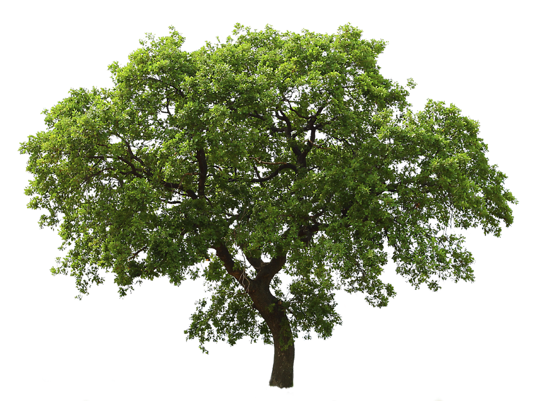 Tree PNG - 21366