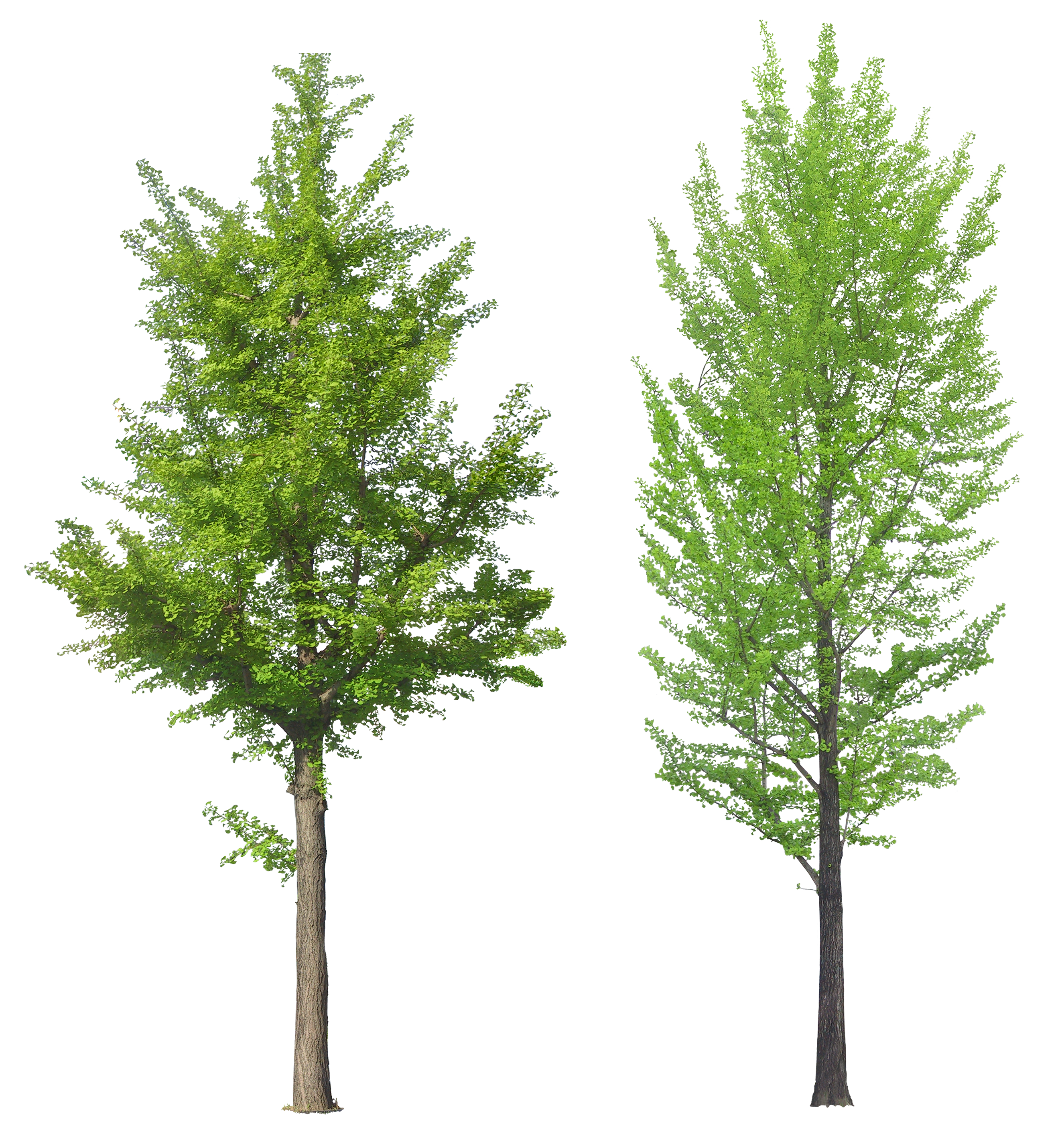 Tree PNG - 21367