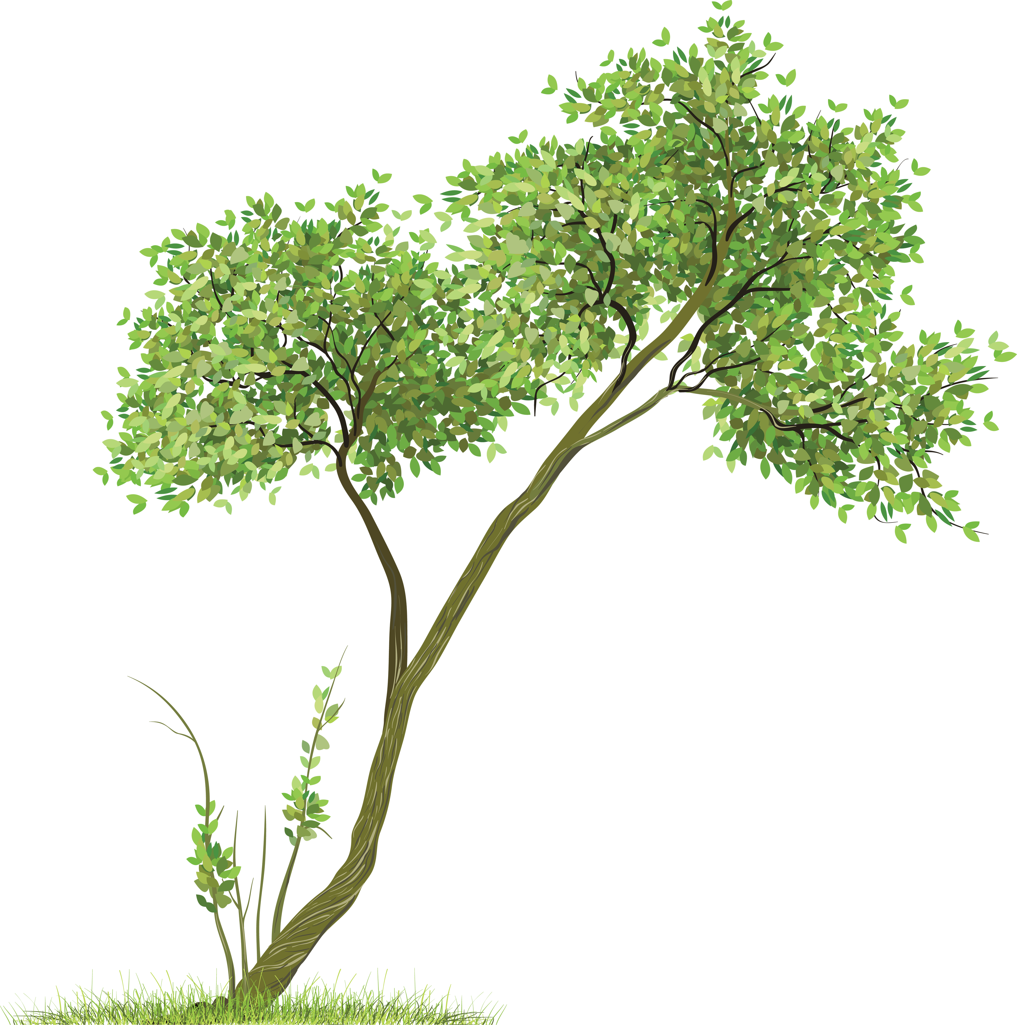 Tree PNG - 21376