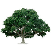 Tree PNG - 21372