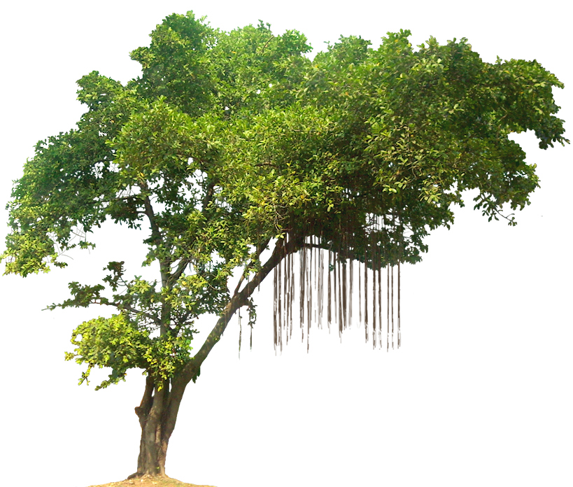 oak tree medium