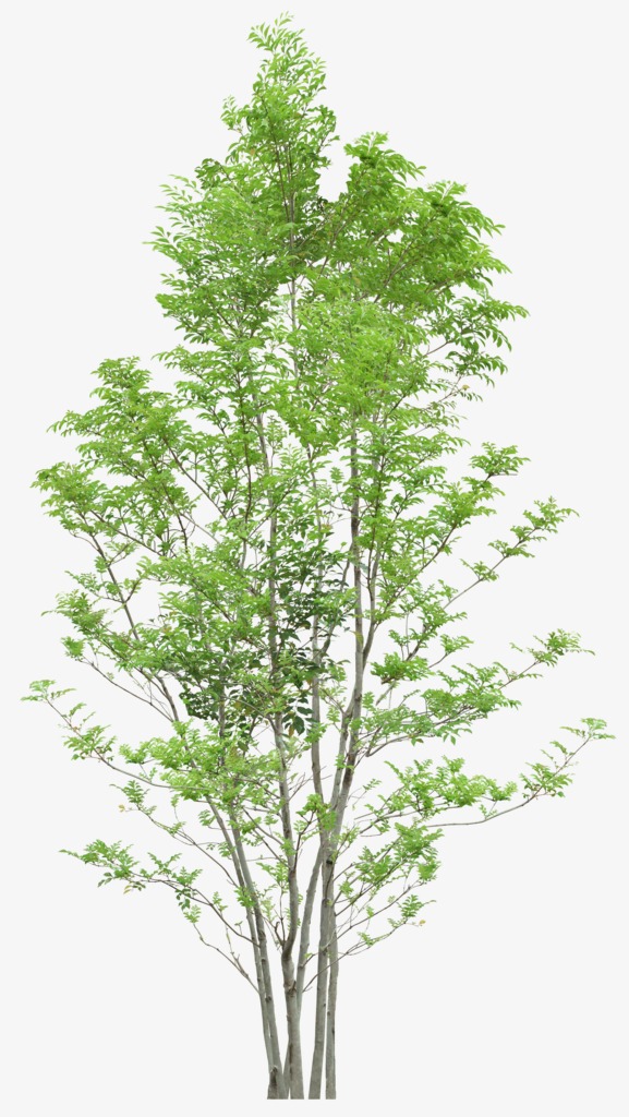 Trees PNG HD - 125380