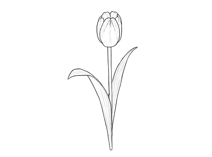 Collection of Tulip PNG Outline. | PlusPNG