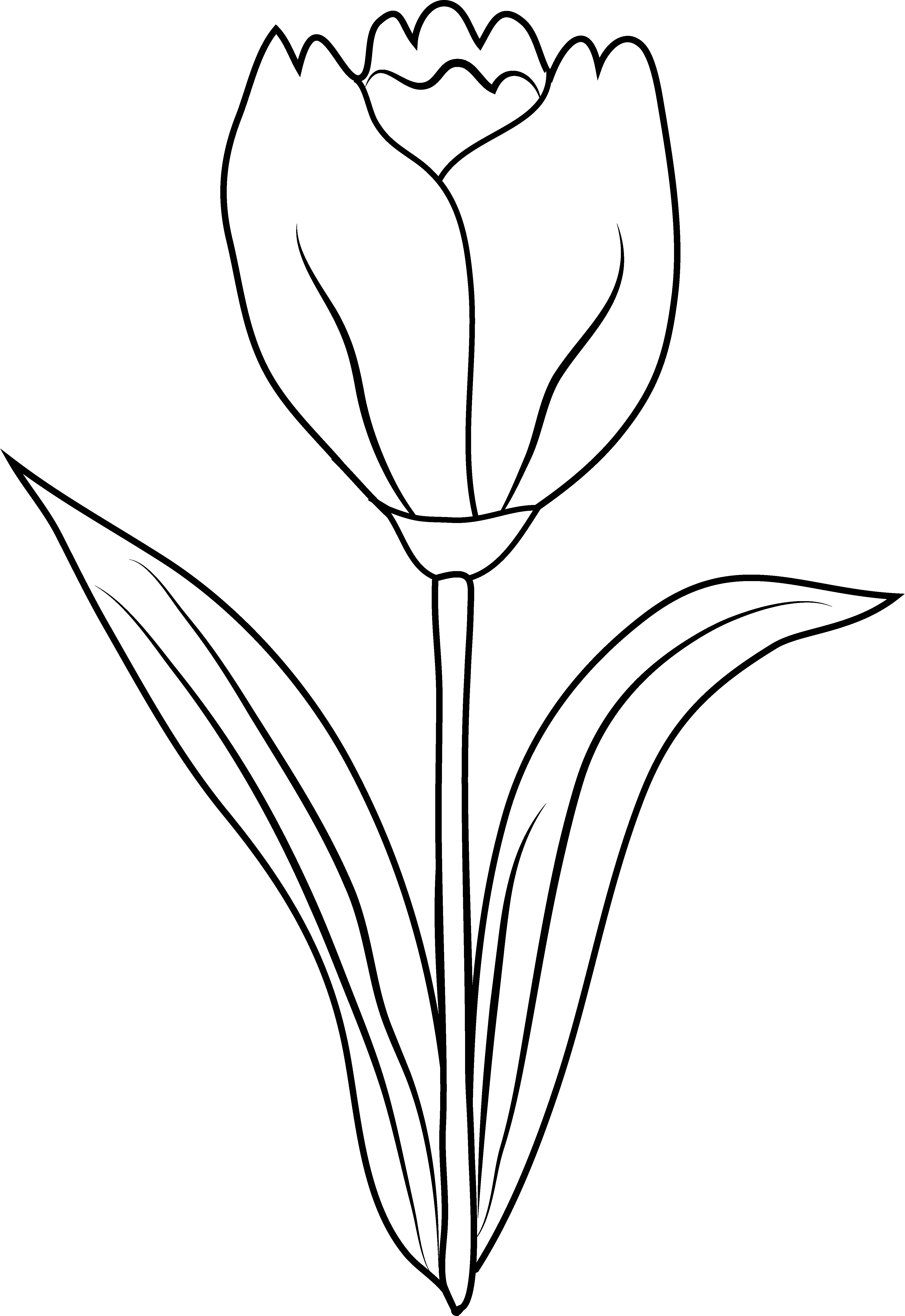 Tulip PNG Outline - 81449