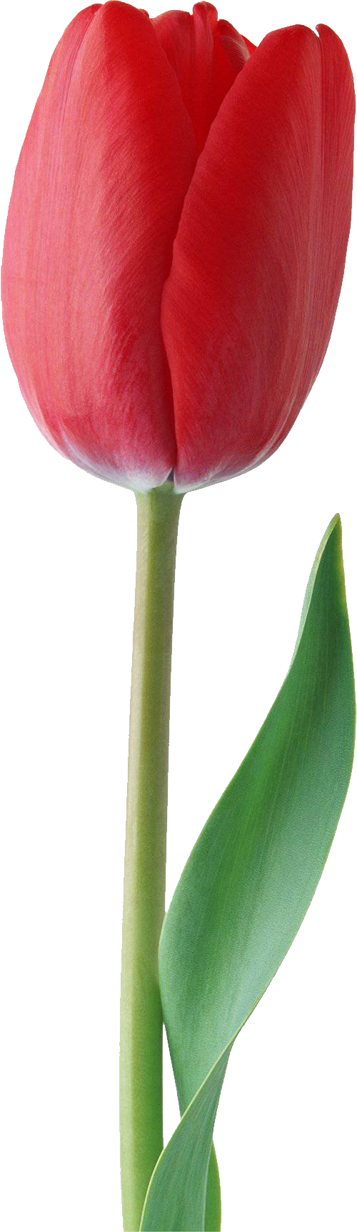 Tulip PNG - 8028