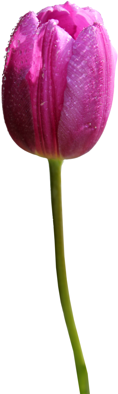 Tulip PNG - 8033