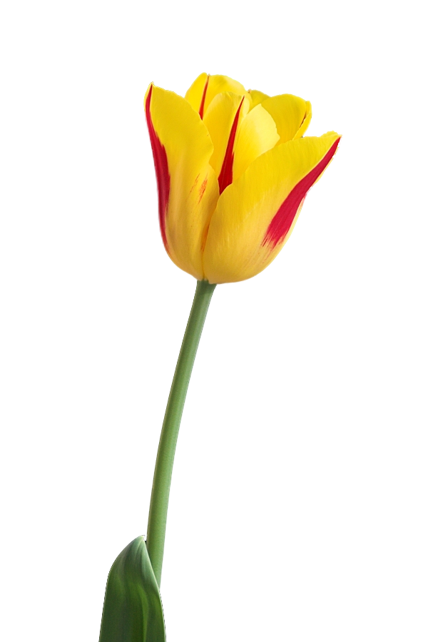 Tulip PNG - 8022